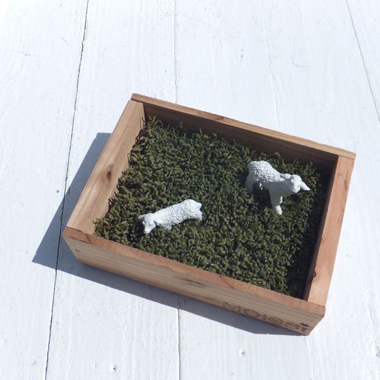 モイストモス 苔栽培キット入荷